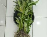 Tumis Kangkung (Sauteed Water Spinach) recipe step 1 photo
