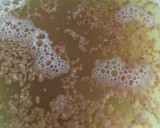 Foto del paso 1 de la receta: Albóndigas de soja texturizada
