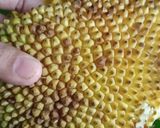 Foto langkah ke 1 dari resep Mandai nangka (permentasi kulit nangka).