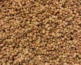 Foto del paso 1 de la receta: Guiso de lentejas