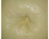 Foto langkah ke 5 dari resep Frozen Pizza Dough (mini).