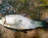 Foto del paso 3 de la receta: Pesca de río del día
