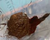 Une image de l'étape 2 de Pépites de chocolat fait maison et pas cher.