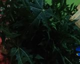 Foto langkah ke 1 dari resep Rollade Daun Pepaya Jepang.