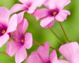 صورة لخطوة 3 من وصفة حليب بالزنجبيل❣️🌸