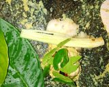 Foto langkah ke 1 dari resep Nasi Kari (Bagan-Riau).