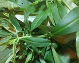 Foto langkah ke 1 dari resep Cah Daun Ginseng Jawa #week38.