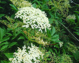 Foto del paso 1 de la receta: Infusión de flores de saúco
