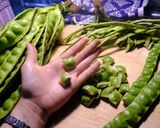 Foto langkah ke 1 dari resep Sambalado Petai dengan kulitnya.