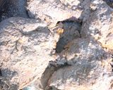 صورة لخطوة 5 من وصفة بروستد بنكهة الكاري والجبن