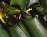 Foto langkah ke 6 dari resep Pepes kelapa ikan asin/ klotok.