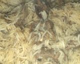 A picture of step 6 of BeefPilau.