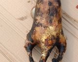A picture of step 1 of Giant white-tailed rat (Uromys caudimaculatus).