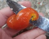 Foto del paso 13 de la receta: Arrollado de atún 🐠 con pionono casero 😍
