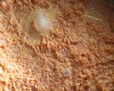 A picture of step 9 of Tricolor special Carrot Halwa.