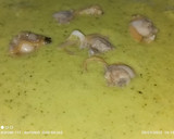Foto del paso 8 de la receta: Crema de calabacín y almejas