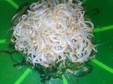 Plecing kangkung