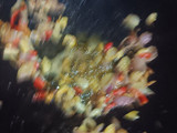 Tumis Labu siam Toge