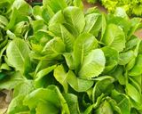 Foto langkah ke 1 dari resep Salad sayur simple enak.