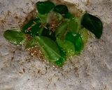 A picture of step 1 of Eral Thokku.