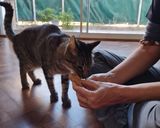 Foto del paso 3 de la receta: Galletas de atún para gatos 😻 🐟