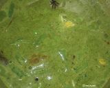 A picture of step 6 of Hariyali Pulao Green Herby Rice.