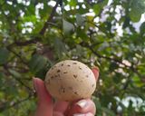 Hình bước làm 5 của món Bánh mì mè đen