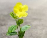 عکس مرحله 8 از دستور کوبیده مرغ تابه ای