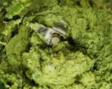 A picture of step 1 of Avocado spring onions chutney (dip).