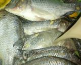Foto langkah ke 4 dari resep Ikan Nila Goreng Pala Jinten.