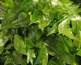 Hình bước làm 1 của món Canh rau sắng nấu tôm