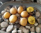 عکس مرحله 2 از دستور سالاد لوبیا سبز فرانسوی به سبک من 😋
