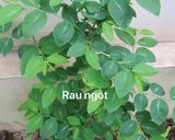 Hình bước làm 1 của món Cháo rau ngót nấu tôm