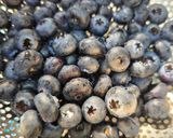 عکس مرحله 4 از دستور گلت چیز کیک بلوبری💙 Blueberry Cheesecake Galette