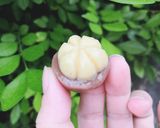 Hình bước làm 1 của món Bánh đậu xanh trái cây