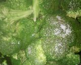 Foto del paso 2 de la receta: Brócoli capeado y relleno de queso en caldillo de jitomate