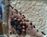 Foto langkah ke 5 dari resep Bolu Tape Keju.