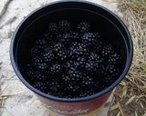 Foto del paso 1 de la receta: Dulce de zarzamora