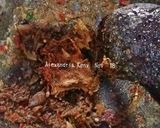 Foto langkah ke 2 dari resep Kates Tumis Kikil Sapi Pedas.