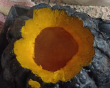 Foto del paso 2 de la receta: Zapallo a la parrilla