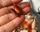 Foto del paso 4 de la receta: Chipirón al vinito blanco