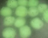Foto langkah ke 3 dari resep Onde onde padang (klepon).