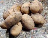 Foto del paso 1 de la receta: 🥔🧀 Llapingachos - Tortillitas de papa rellenas de queso, a la sartén 🧀🥔