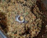 A picture of step 5 of Sesame Seeds Chutney.