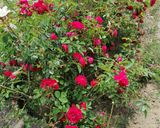 Une image de l'étape 2 de Pavé d'esturgeon à la rose 🌹.