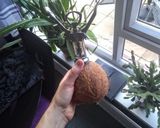 A picture of step 2 of Rum coconut cocktail.