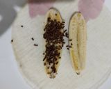 Foto langkah ke 2 dari resep Pisang Aroma Coklat Kulit Lumpia.