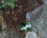 A picture of step 1 of Cabbage Sabzi (coconut n peanut powder).