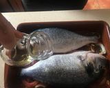 Foto del paso 8 de la receta Dorada al Jerez