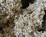Foto langkah ke 4 dari resep Ayam goreng mie instan.